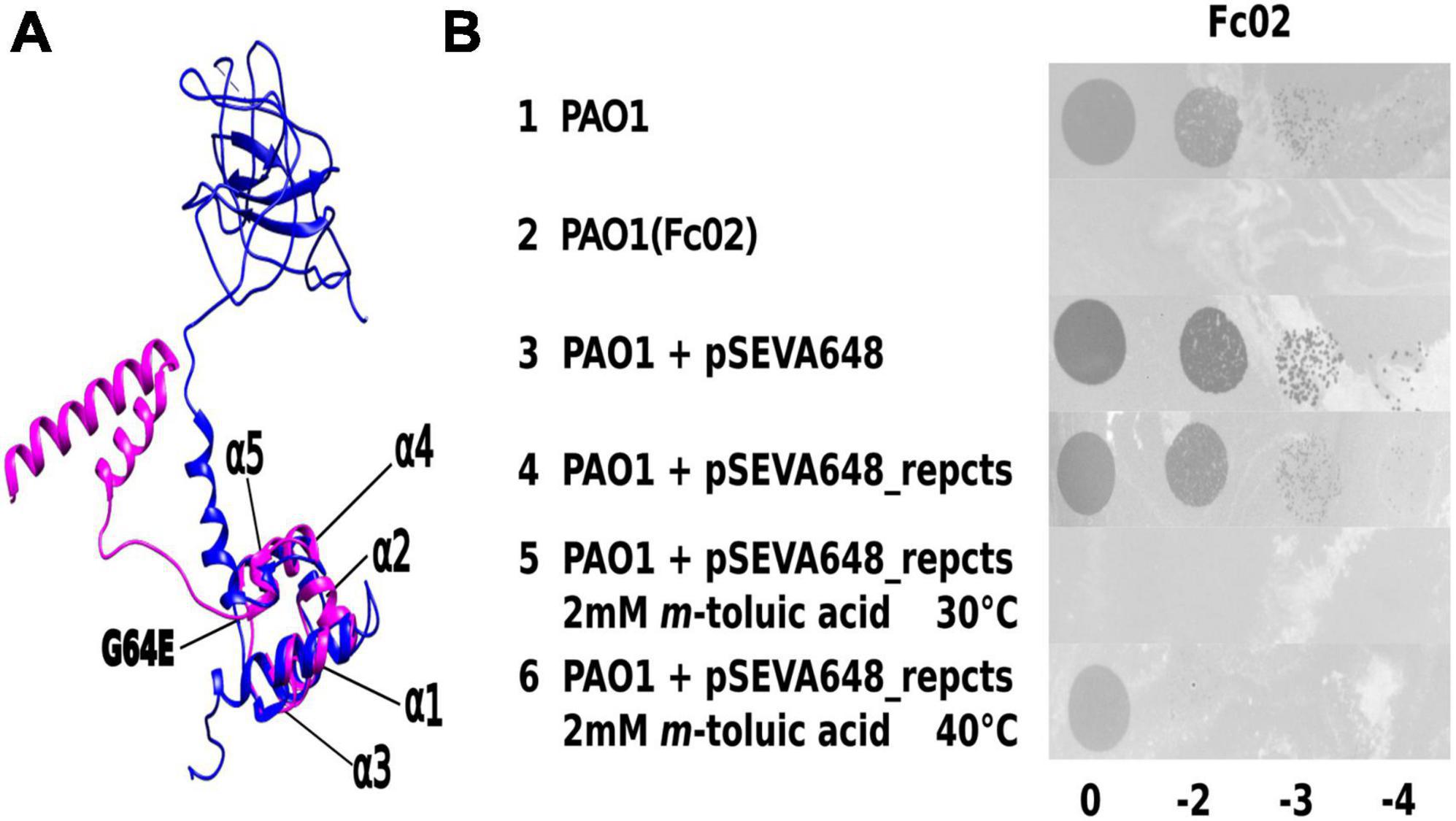 Transcriptional analysis in bacteriophage Fc02 of Pseudomonas aeruginosa revealed two overlapping genes with exclusion activity